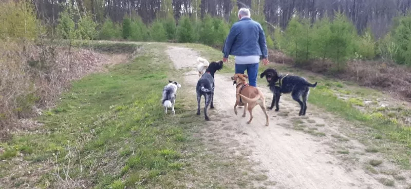 Photo : Chiens &  Chevaux du Bois Bordia, Pension pour Animaux à Héron
