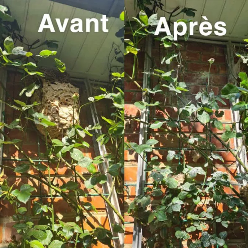 Photo : Allô Guêpes, Nids de guêpes à Waremme, Berloz, Remicourt & entités