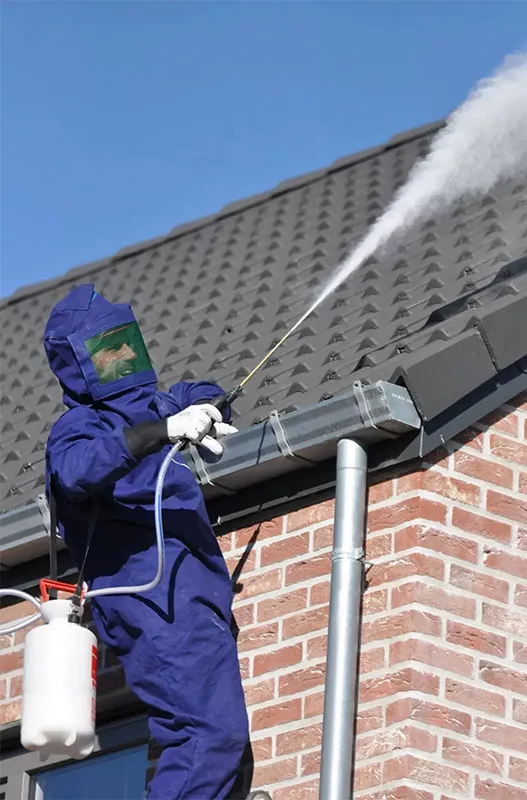 Photo : Allô Guêpes, Nids de guêpes à Waremme, Berloz, Remicourt & entités