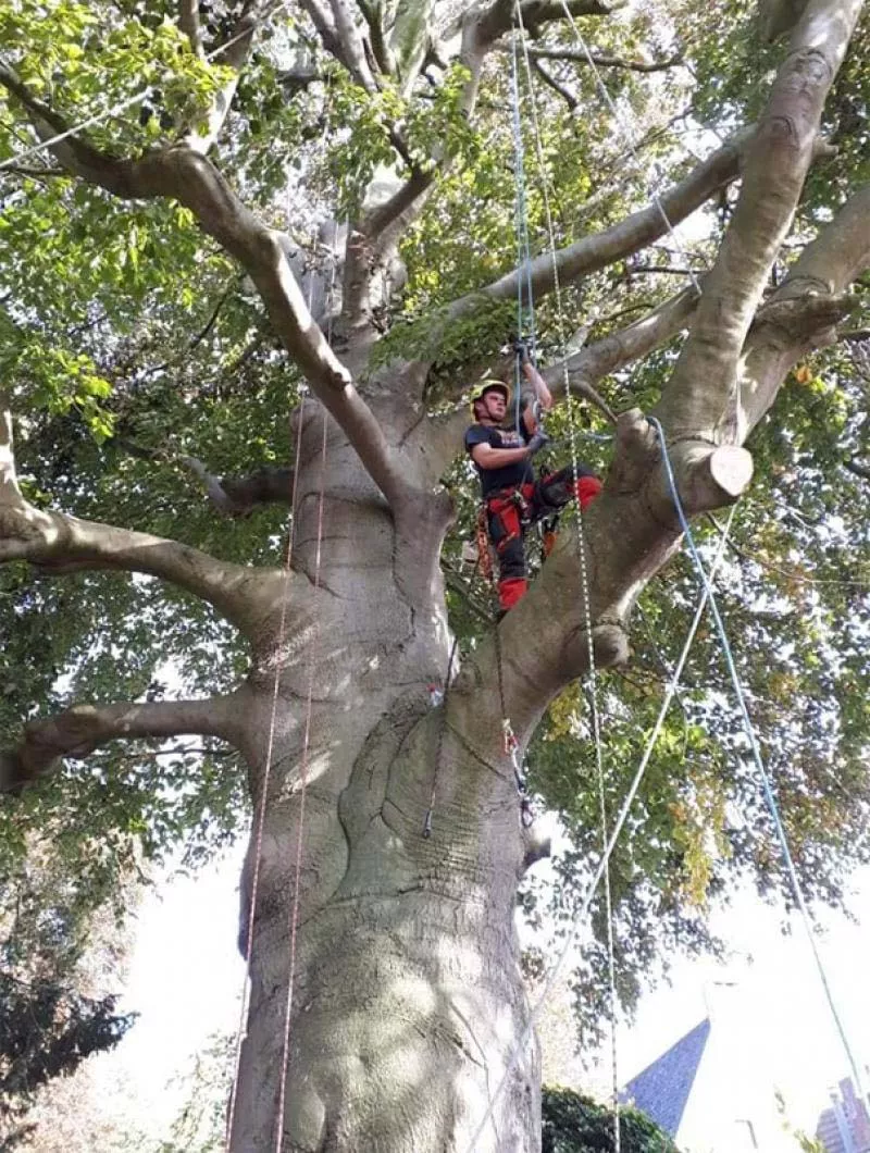 Photo : Arnaud Allard, Élagage & Abattage d’arbres à Pont-à-Celles
