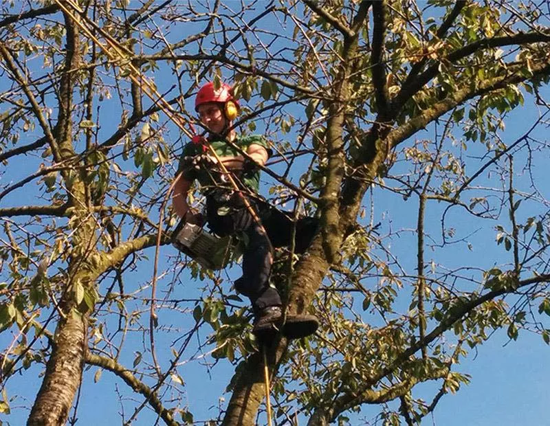 Photo : Arbexpert Sprl, Élagage & Abattage d’arbres à Ellezelles