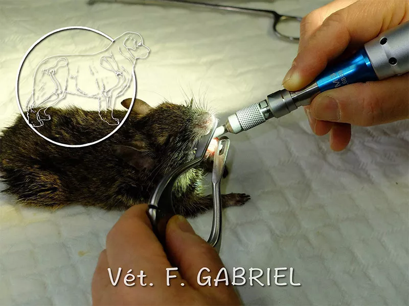 Photo : Cabinet vétérinaire F. Gabriel, Vétérinaires & Cliniques vétérinaires à Neupré, Nandrin & entités