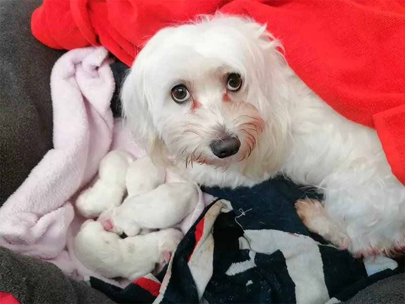 Photo : Centre Vétérinaire Les Sablières - Jonckers & Thoumsin, Vétérinaires & Cliniques vétérinaires à Chièvres, Brugelette & entités