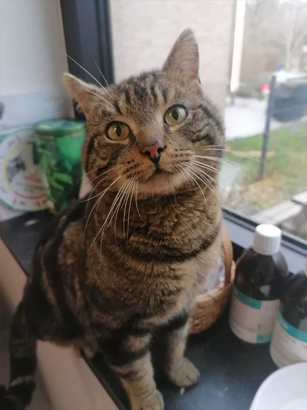 Photo : Centre Vétérinaire Les Sablières - Jonckers & Thoumsin, Vétérinaires & Cliniques vétérinaires à Chièvres, Brugelette & entités