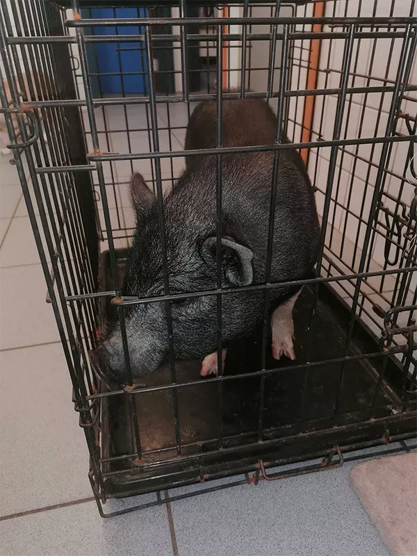 Photo : Centre Vétérinaire Les Sablières - Jonckers & Thoumsin, Vétérinaires & Cliniques vétérinaires à Chièvres, Brugelette & entités