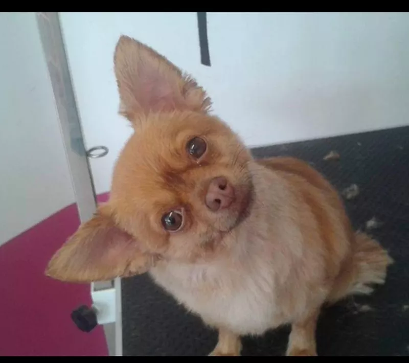 Photo : Happy Dog, Animaux - Toilettage à Sombreffe