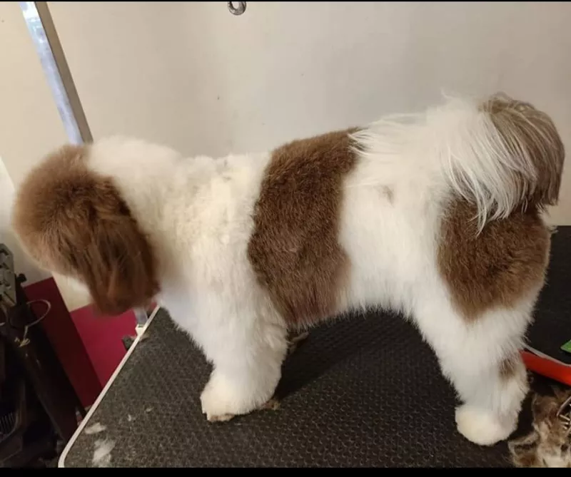 Photo : Happy Dog, Animaux - Toilettage à Sombreffe