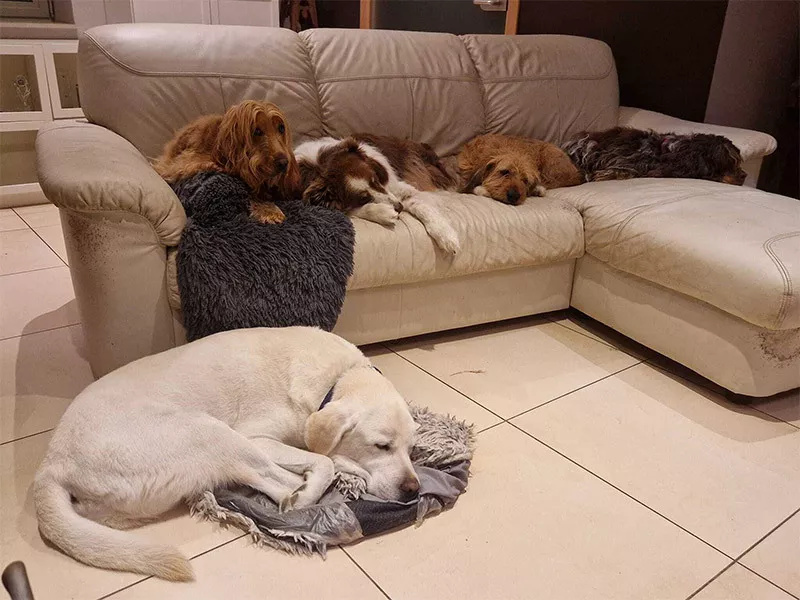 Photo : Chiens & Chevaux du Bois Bordia, Pensions pour Animaux à Héron, Wanze & entités