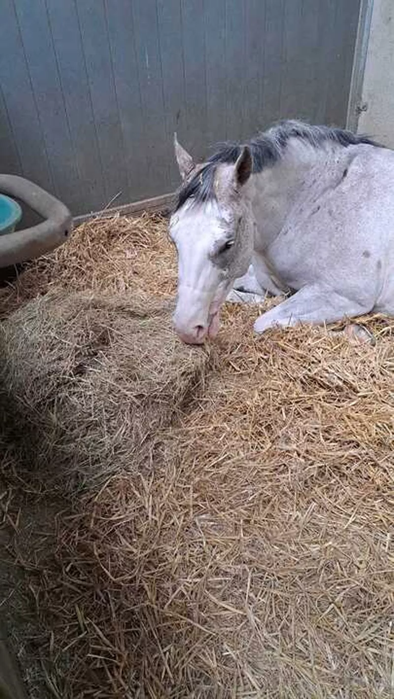 Photo : Les Écuries de l'Escaille, Manèges - Centres équestres & Haras à Gembloux