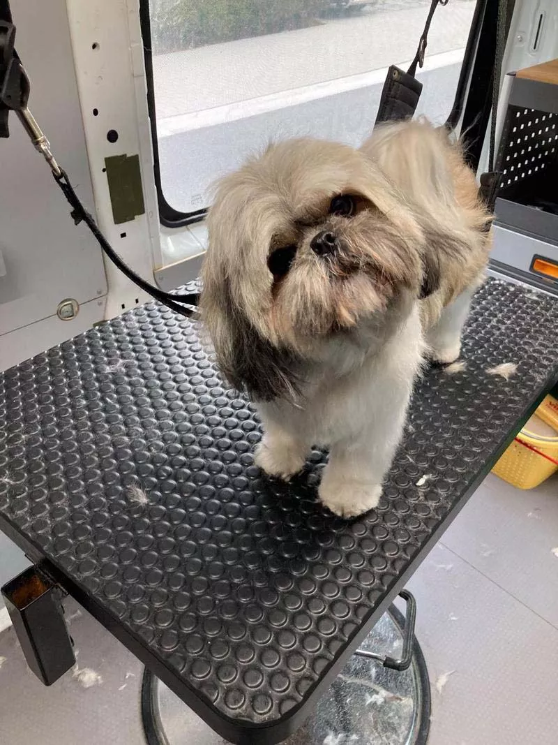 Photo : Coif’Coiff, Animaux-Toilettage à Braine-le-Château