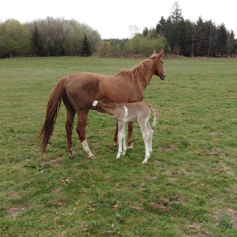 Photo : Ecurie de la Haute Levée Asbl, Manèges - Centres équestres & Haras à Stavelot