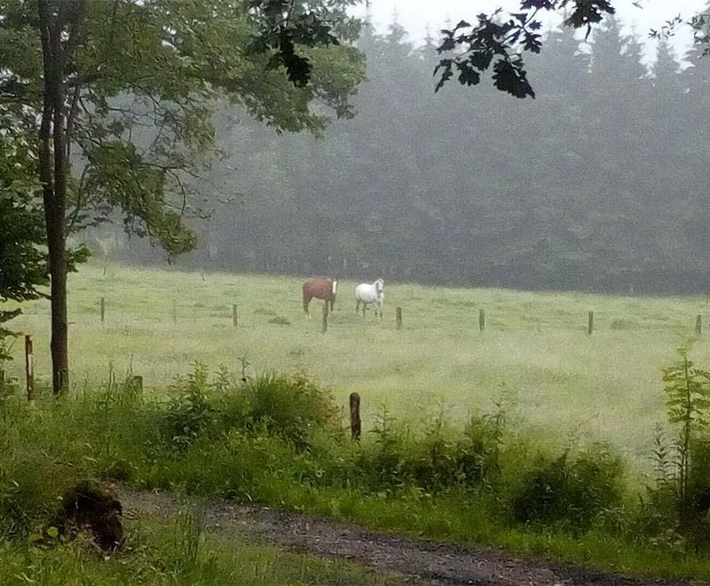 Photo : Ecurie de la Haute Levée Asbl, Manèges - Centres équestres & Haras à Stavelot