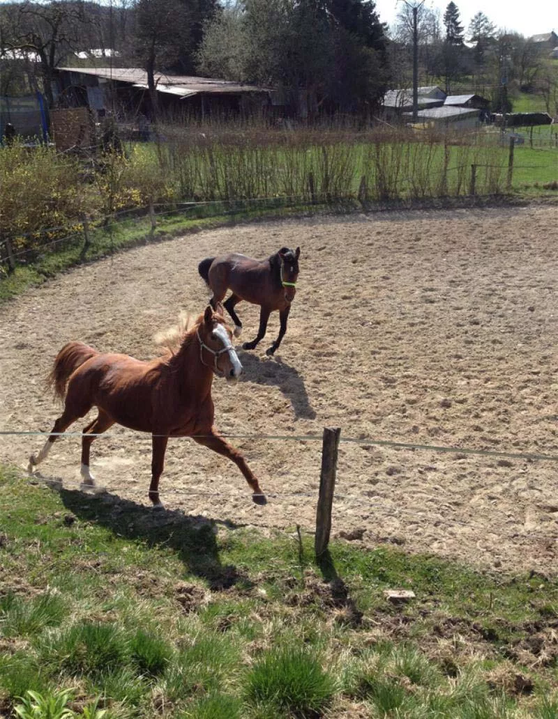 Photo : Ecurie de la Haute Levée Asbl, Manèges - Centres équestres & Haras à Stavelot