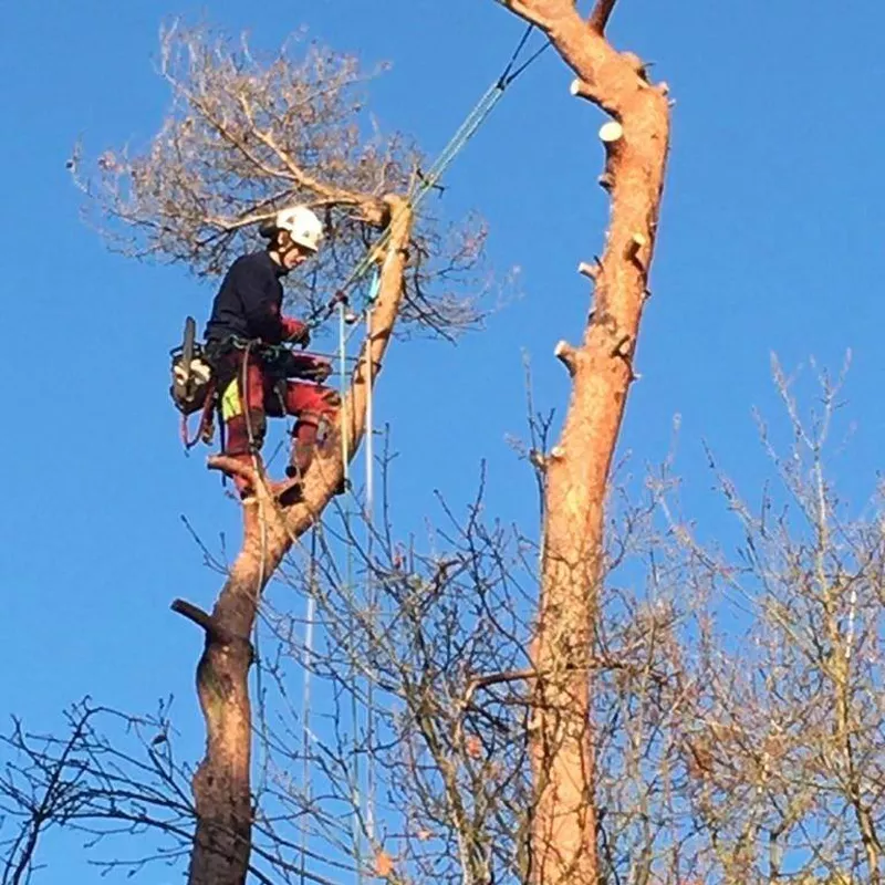 Photo : Robin Delhaye, Elagage & Abattage d’arbres à Braine-l’Alleud