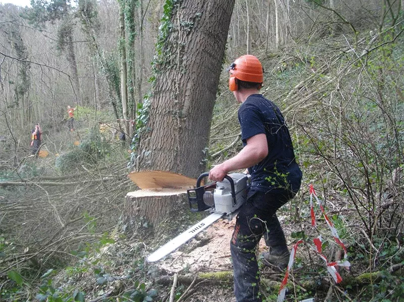 Photo : Les Jardins de BJ, Elagage & Abattage d'arbres à Profondeville