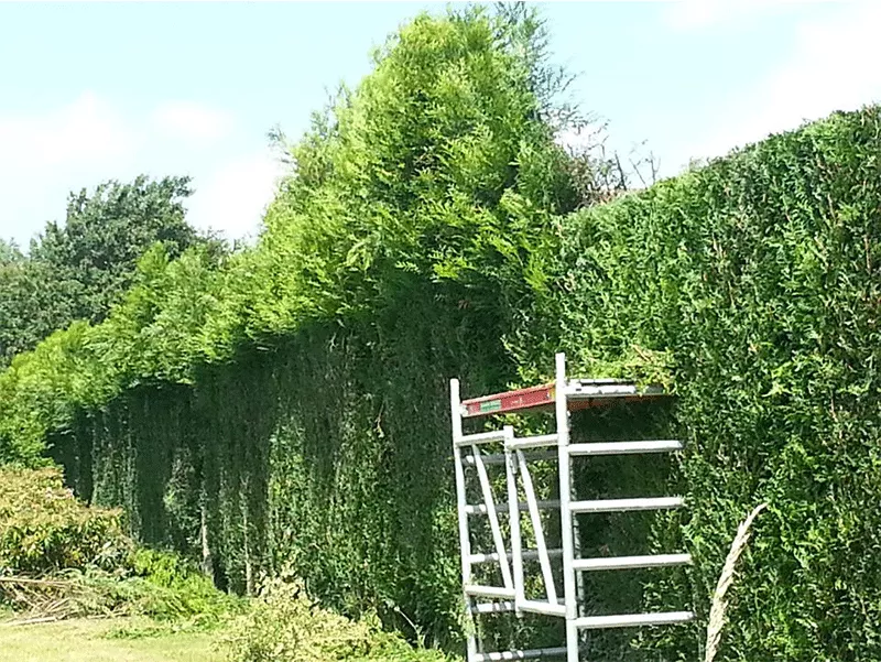 Photo : Les Jardins de BJ, Elagage & Abattage d'arbres à Profondeville