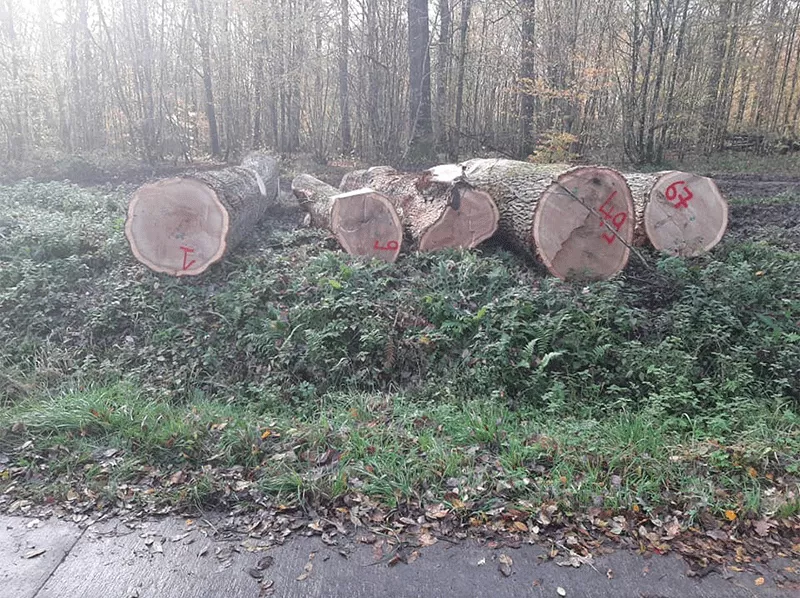 Photo : Les Jardins de BJ, Elagage & Abattage d'arbres à Profondeville