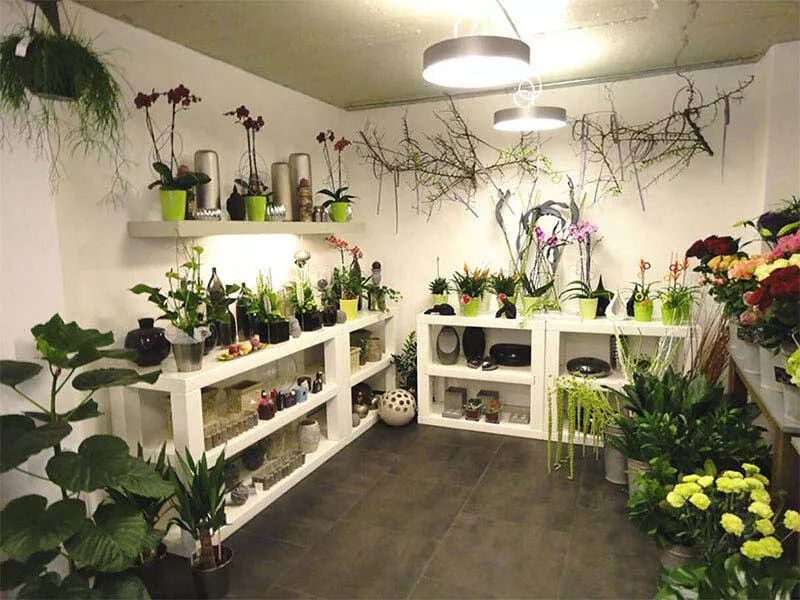 Photo : Evergreen, Fleurs & Plantes à Saint-Ghislain & entités