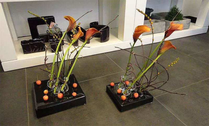 Photo : Evergreen, Fleurs & Plantes à Saint-Ghislain & entités