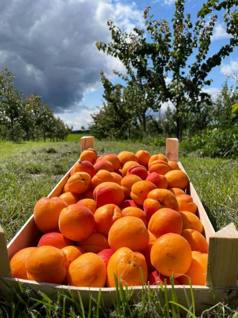 Photo : Exploitation Leclerc, Fruits & Légumes à Dalhem