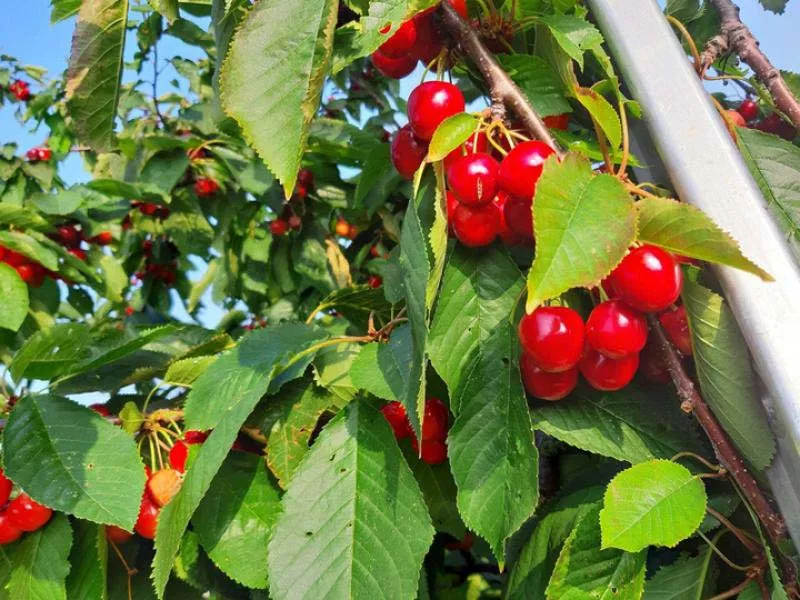 Photo : Exploitation Leclerc, Fruits & Légumes à Dalhem