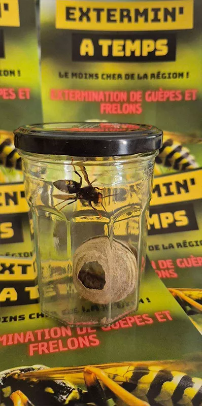 Photo : Extermin' A Temps, Nids de Guêpes & Nids de frelons à Beauraing, Houyet, Wellin, Dinant, Gedinne et Bièvre