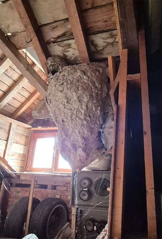 Photo : Extermin' A Temps, Nids de Guêpes & Nids de frelons à Beauraing, Houyet, Wellin, Dinant, Gedinne et Bièvre