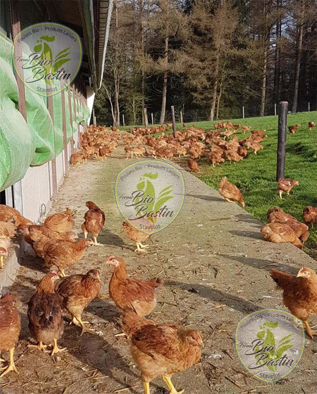 Photo : Ferme Bastin Joël, Alimentation en produits naturels - Biologiques & de régime à Malmedy, Stavelot
