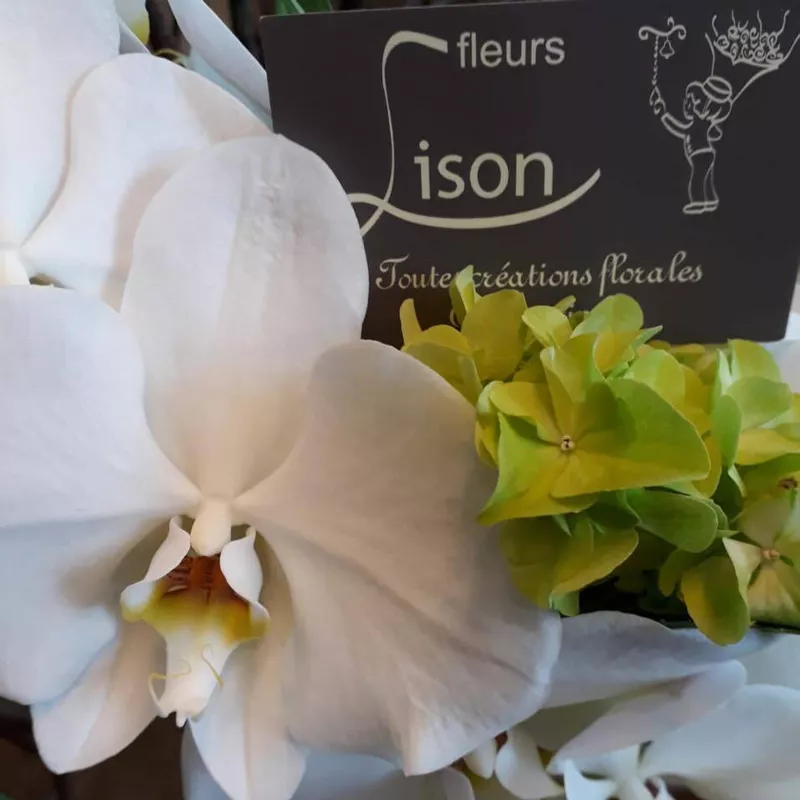 Photo : Fleurs Lison, Fleurs & Plantes à Binche