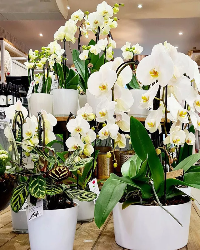 Photo : Fleurs Bottin-Englebert, Fleurs & Plantes à Fléron