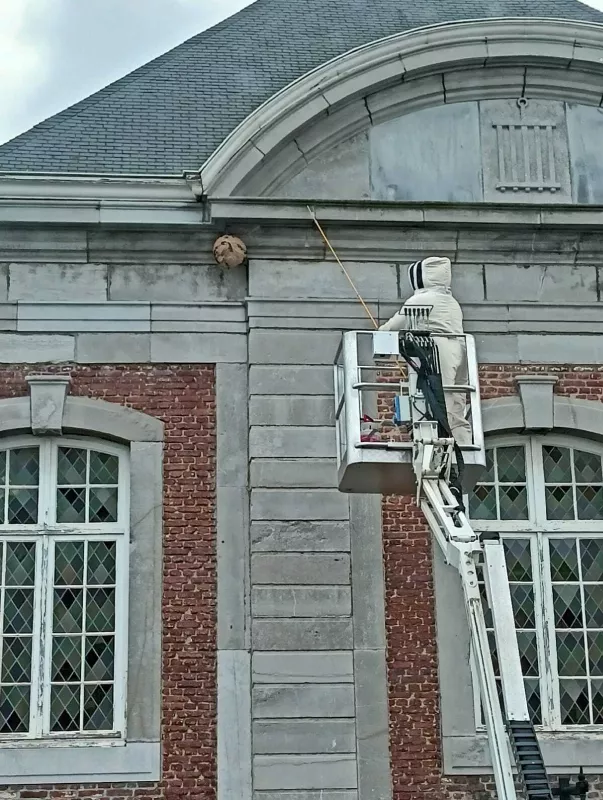 Photo : Guêpes Guêpes, Nids de Guêpes à Oupeye, Vivegnis, Haccourt