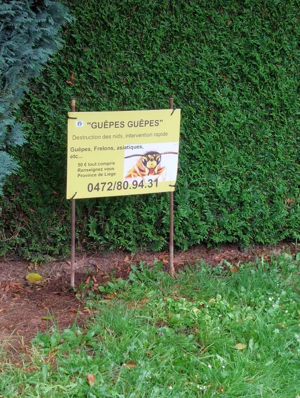 Photo : Guêpes Guêpes, Nids de Guêpes à Oupeye, Vivegnis, Haccourt
