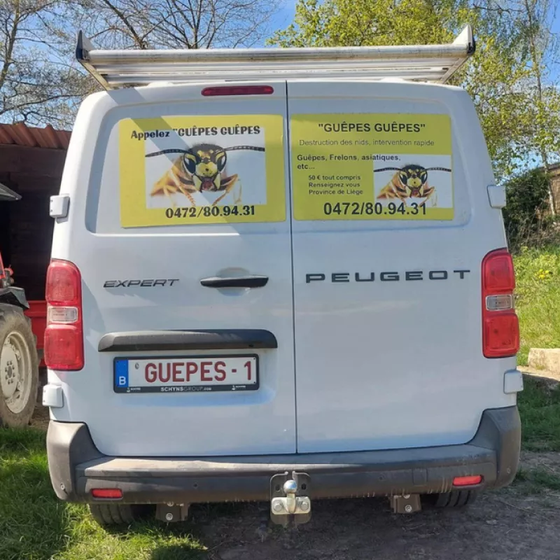 Photo : Guêpes Guêpes, Nids de Guêpes à Oupeye, Vivegnis, Haccourt