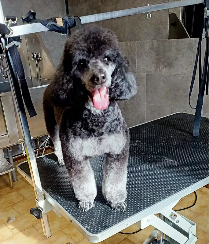 Photo : Happy Dog, Animaux - Toilettage à Sambreville