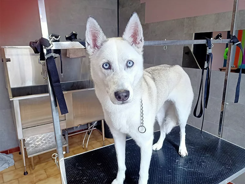 Photo : Happy Dog, Animaux - Toilettage à Sambreville