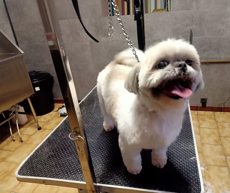 Photo : Happy Dog, Animaux - Toilettage à Sambreville
