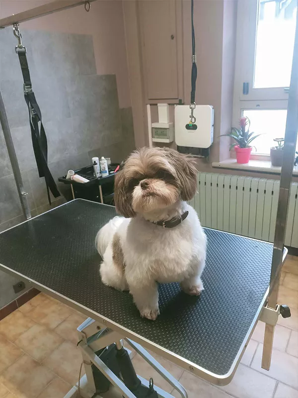 Photo : Happy Dog, Animaux - Toilettage à Sambreville & entités