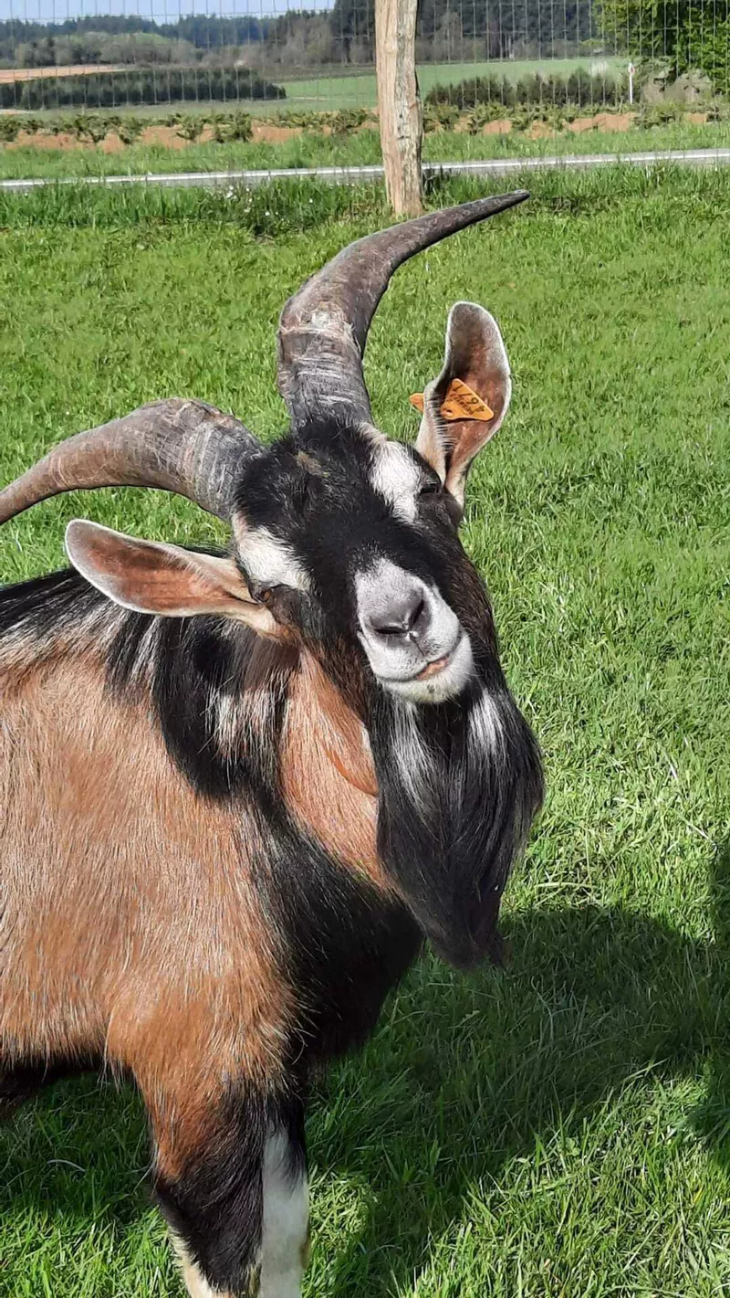 Photo : La Chiquetterie, Herboristerie à Vresse-sur-Semois