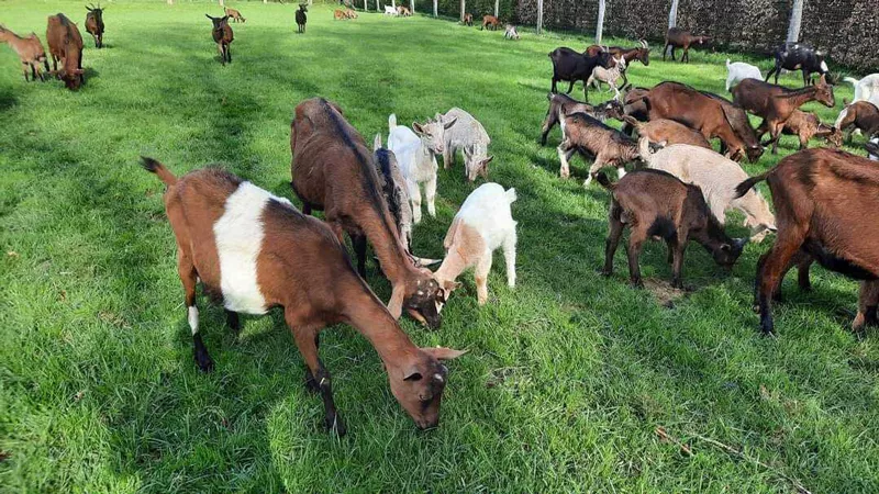 Photo : La Chiquetterie, Herboristerie à Vresse-sur-Semois