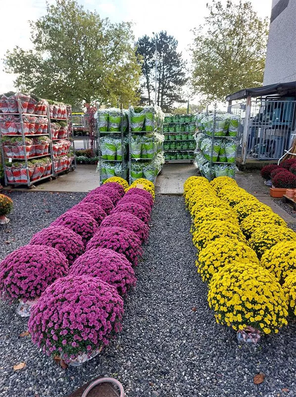 Photo : Jardinerie des 4 Saisons, Pépinières et Horticulture à Namur
