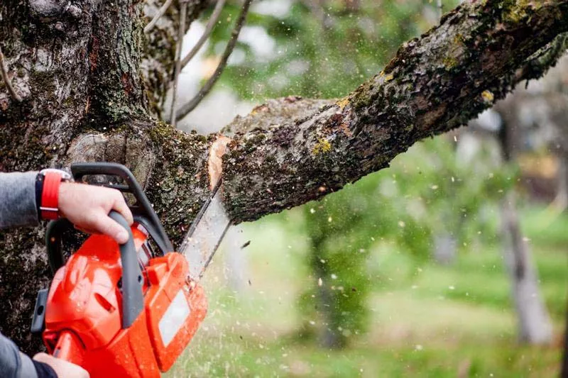 Photo : Joël Fagny, Élagage & abattage d'arbres à Virton