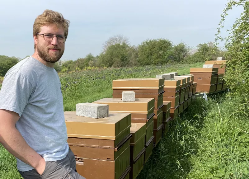 Photo : Macrobapt, Nids de frelons asiatiques à Walcourt