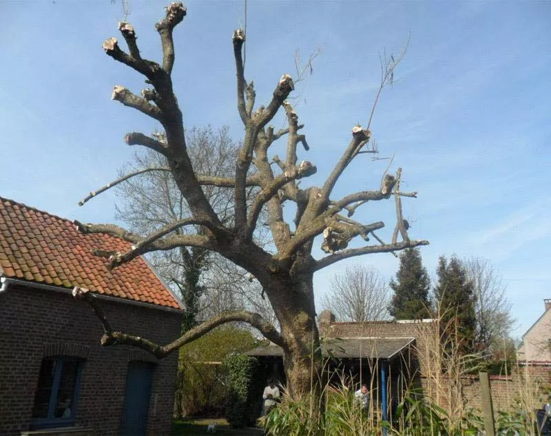 Photo : Maxi Jardi, Parcs & Jardins à Verlaine