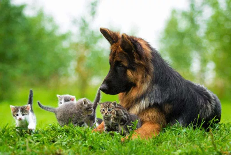 Photo : Moulin Renard Srl, Animaux & Accessoires à Soumagne