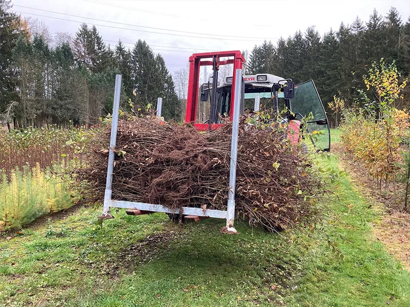 Photo : Pépinières STELET, Pépinières & Horticulture à Ferrières