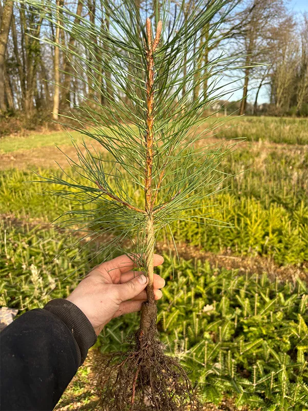Photo : Pépinières STELET, Pépinières & Horticulture à Ferrières