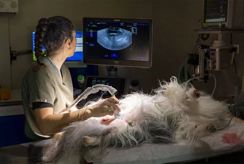 Photo : P.VetCare, Vétérinaires & Cliniques vétérinaires à Ans