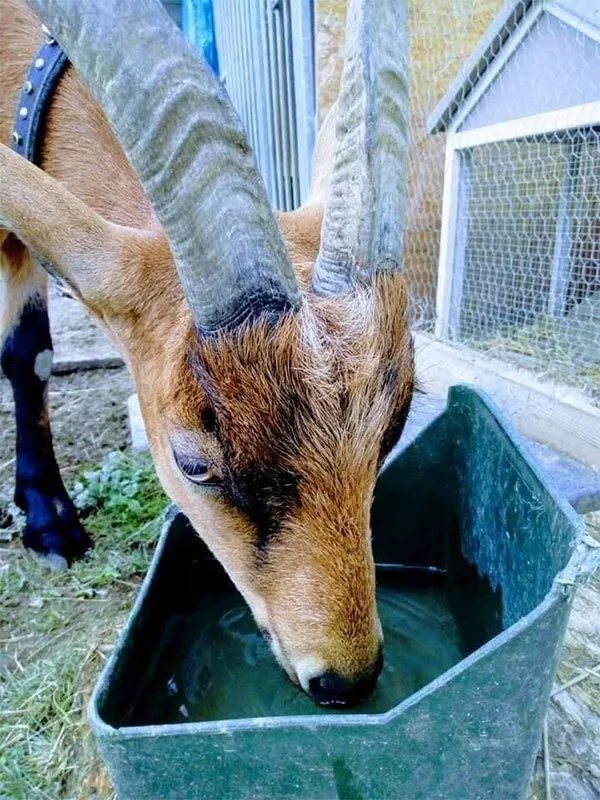 Photo : Les Copains Câlins, Pensions pour animaux à Sambreville