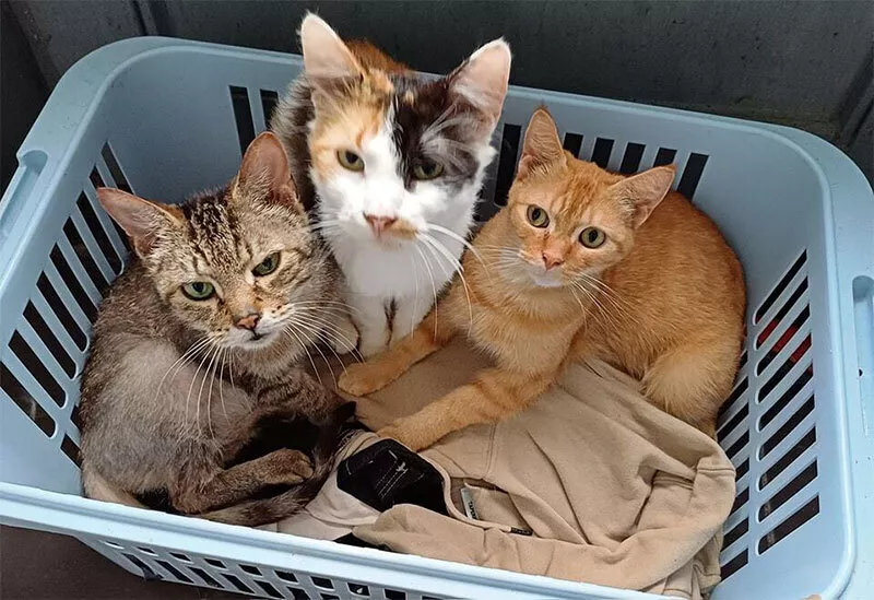 Photo : Les Copains Câlins, Pensions pour animaux à Sambreville