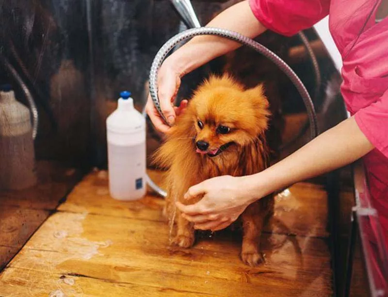 Photo : Toutou d’Enfer, Animaux - Toilettage à Morialmé Florennes